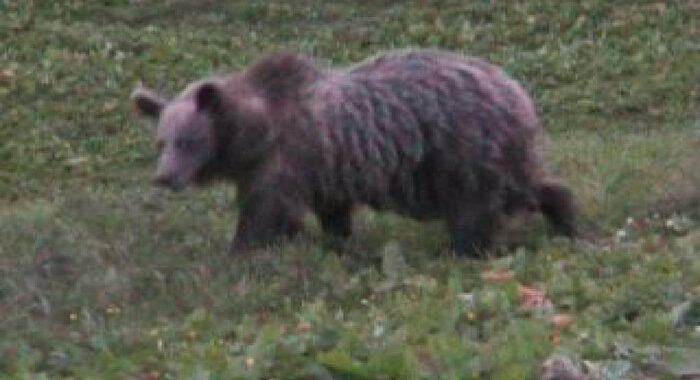 Uomo aggredito da orso in Trentino, è in ospedale