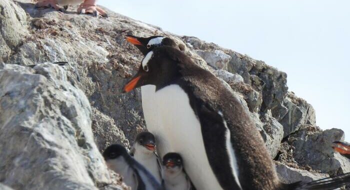 Morto uno dei due pinguini gay di Sidney, il loro amore un’icona