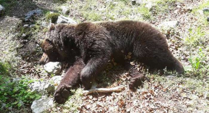 Trovato morto l’orso investito in Abruzzo