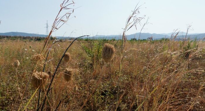 Ue avanti con Green Deal, in vigore il Ripristino della natura