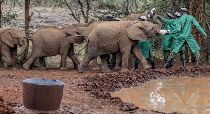 Lo Zimbabwe abbatterà 200 elefanti a causa della carenza di cibo