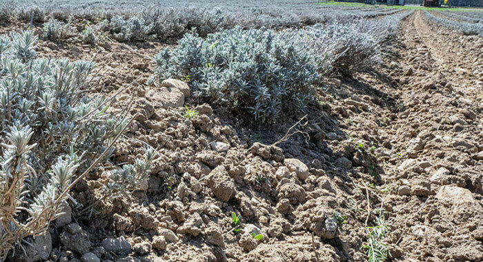 ++ L’Ue valuta sostegno diretto a agricoltori in difficoltà ++